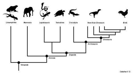 Earliest land animals had fewer skull bones than fish, restricting their evolution