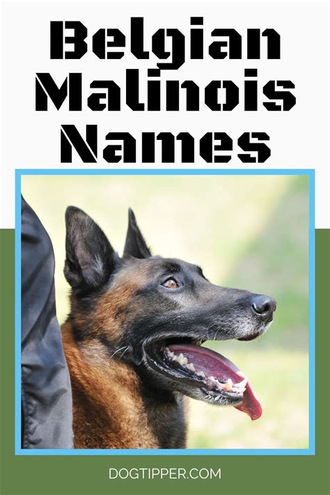 Belgian malinois names male female – Artofit