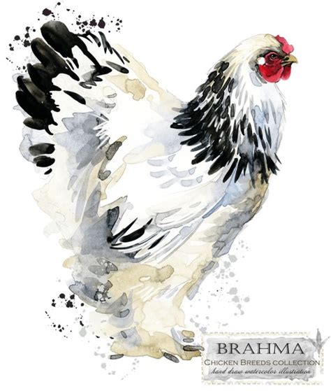 Brahma Chicken: Over 29 Royalty-Free Licensable Stock Illustrations ...