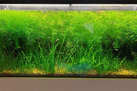 Guppy Grass Care Guide – Planting, Growing, and Propagation