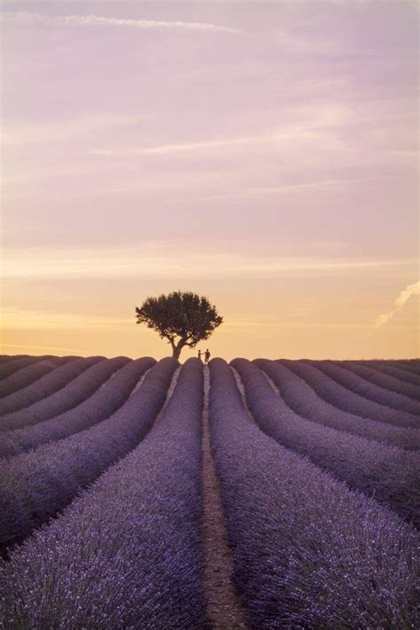 Lavender Fields