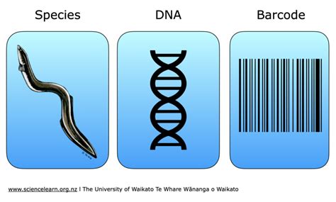 Environmental DNA — Science Learning Hub