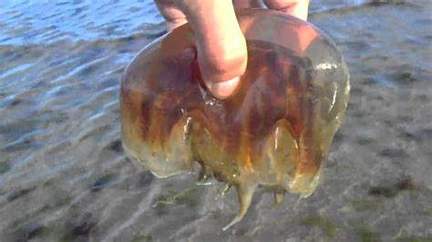 Lions Mane Jellyfish Sting