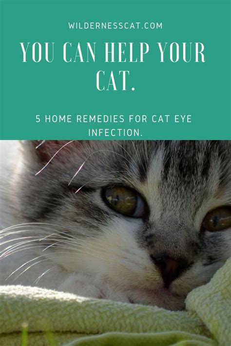 Home Remedies for Cat Eye Infection - Wildernesscat | Cat eye infection, Eye infections, Cat eye ...