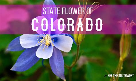 State Flower of Colorado | See The Southwest