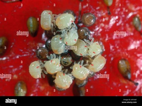 Pentatomidae Eggs Stock Photos & Pentatomidae Eggs Stock Images - Alamy