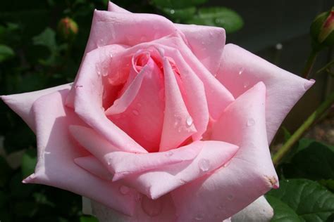 Pink Rose - Roses Photo (9842376) - Fanpop
