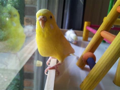 Pregnant Budgie.