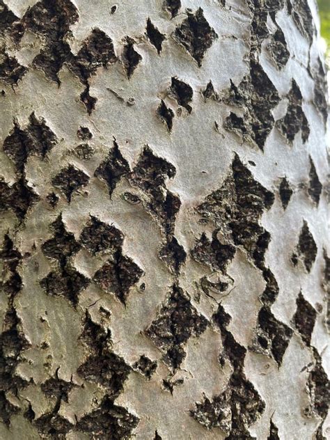 Incredible Diamond Shaped Bark of the White Poplar Tree Stock Image ...