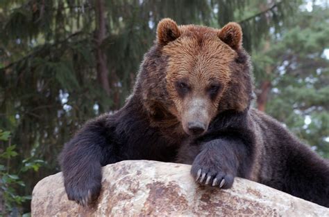 Saskatoon Forestry Farm Park Zoo | Tourism Saskatchewan