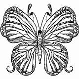 Butterflies Coloring Page · Creative Fabrica sketch template