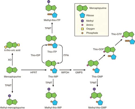 Schematic representation of the metabolism of mercaptopurine and the... | Download Scientific ...