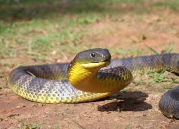 Tiger Snake Facts and Pictures | Reptile Fact