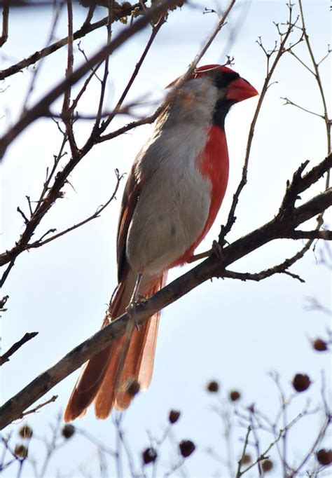 Ohio Birds and Biodiversity: A bizarre bilateral gynandromorph