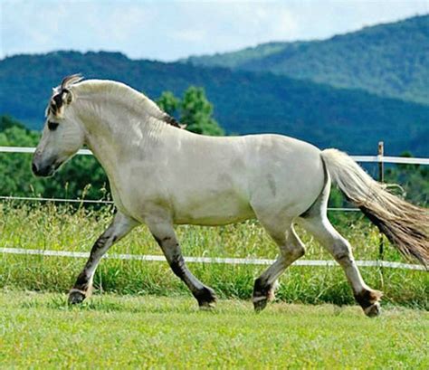 Fjord stallion LFF Ulend. Color confusingly called grey dun or grå. The Fjord breed does not ...