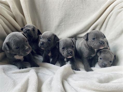 "Staffordshire Bull Terrier" Puppies For Sale | West 114th Street, New ...