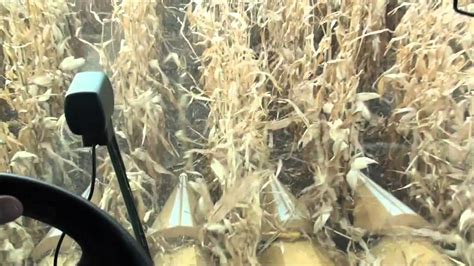 1st corn harvest - YouTube