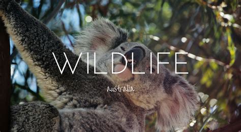 Australian Wildlife - the Most Unique Animals You'll Ever See - This ...