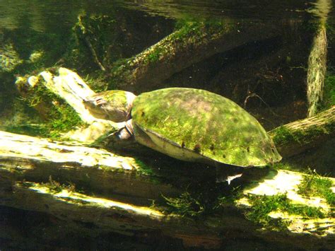 Camouflage turtle | Sebastian | Flickr