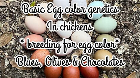 Chicken egg color genetics - *How to breed for blues, olives and ...