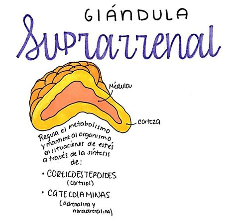 Adrenal Glands, Adrenals, Medical Anatomy, Nuskin, Student Studying ...