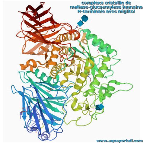 Maltase : définition et explications – AquaPortail