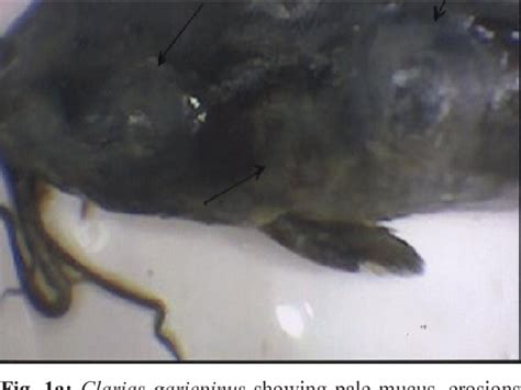 Figure 1 from Study on Some Ectoparasitic Diseases of Catfish, Clarias gariepinus with their ...