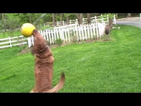 dog playing tether ball - YouTube