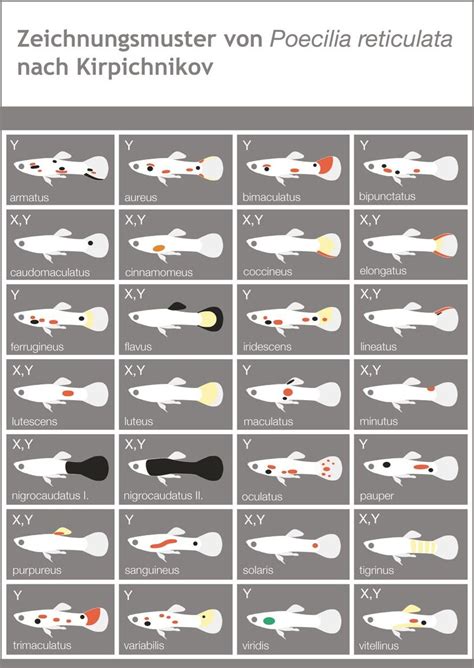 .Types of guppies ans their genetic codes | Guppy fish, Tropical fish aquarium, Tropical ...