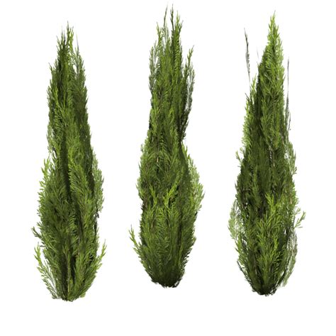 Bushes Png Image Transparent HQ PNG Download | FreePNGimg