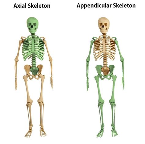 Axial Skeleton And Appendicular Skeleton Pdf