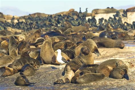 Animal islands: seven places where creatures rule - Lonely Planet