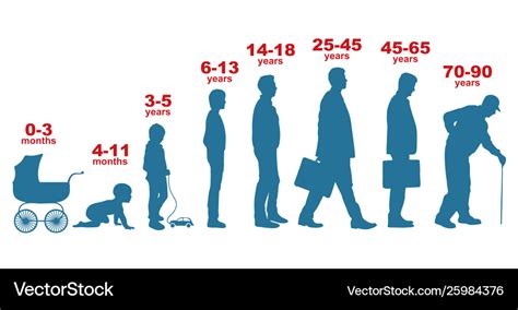Human Life Cycle Man People Different Age Stages Vector Image | Sexiz Pix