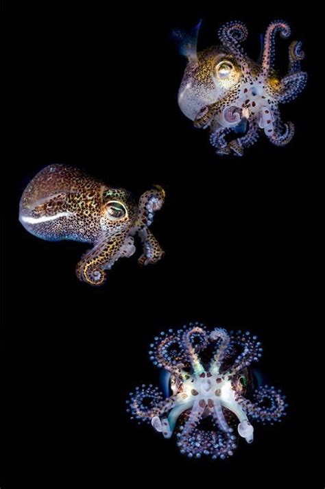 Bobtail Squid. I think they're adorable! | Deep sea creatures, Ocean ...