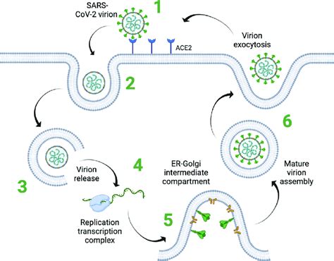 | Viral replication cycle. The SARS-CoV-2 infection cycle is depicted... | Download Scientific ...