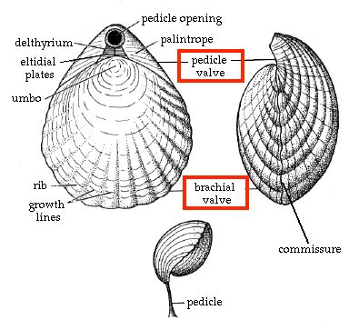 MORPHOLOGY | brachiopods