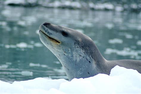 Leopard seal on an iceberg stock image. Image of mammal - 104638129