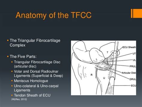 Tfcc Anatomy : Clinical Anatomy Operative Surgery Facebook / A tfcc ...