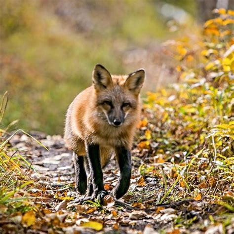 Mammals - Isle Royale National Park (U.S. National Park Service)