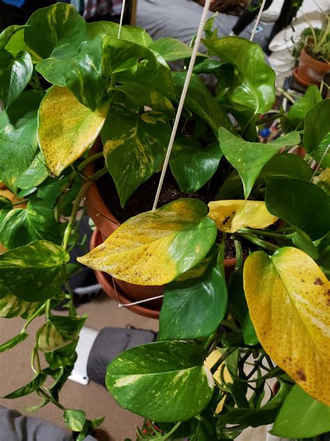 Pothos Leaves Turning Yellow, Help! : r/houseplants