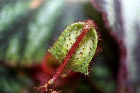 Collecting Begonia Seed – IN SEARCH OF SMALL THINGS