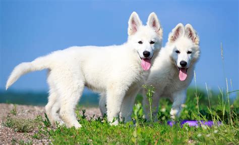 White Swiss Shepherd: A Shepherd Dog Like No Other | HolidogTimes