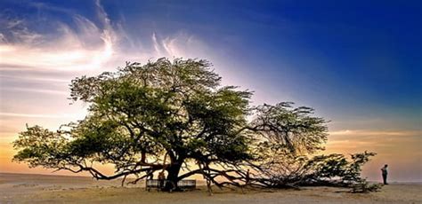 The Mysterious Tree of Life in Bahrain - World Top Top