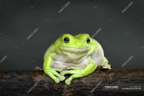 Dumpy tree frog on branch — vertebrate, habitat - Stock Photo | #141861714