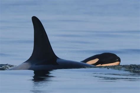 Orca who carried dead calf for 17 days in mourning gives birth