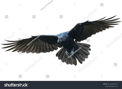 Raven Bird Flying