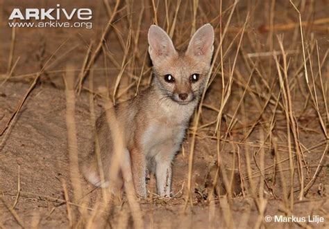 Pale fox videos, photos and facts - Vulpes pallida | ARKive | Pet fox, Fox species, Endangered ...