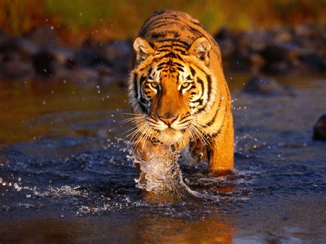 Animated Tiger Wallpaper - WallpaperSafari