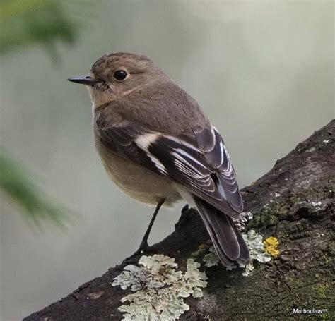 Flame Robin (Petroica phoenicea)