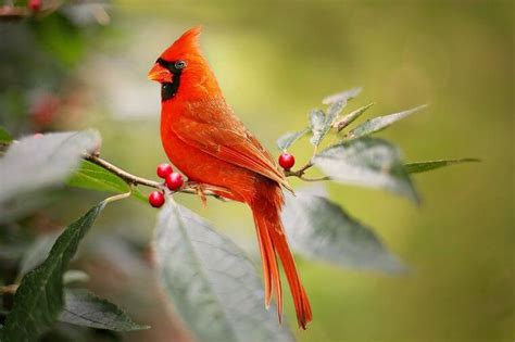 Cardenal norteño | Árbol ABC